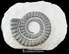 Anetoceras Ammonoid From Morocco #23061-1